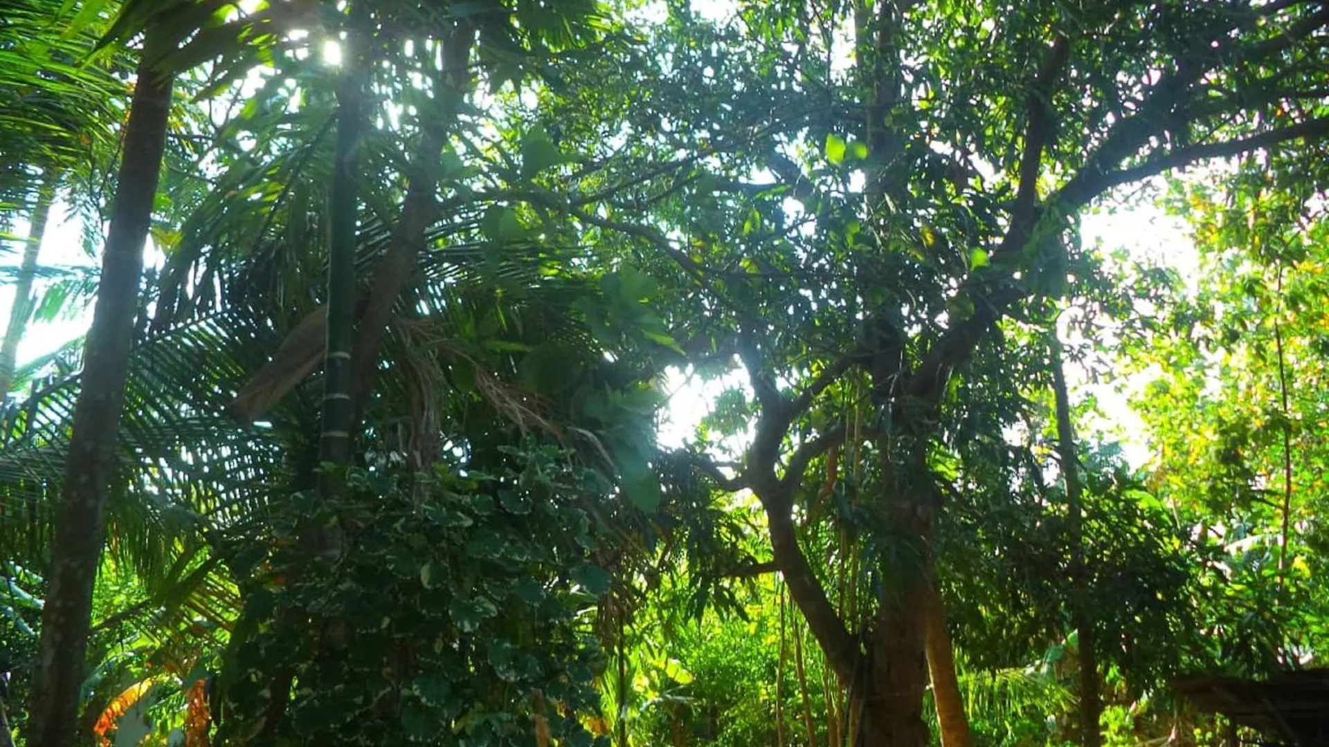 N S K Green Villa Sigiriya